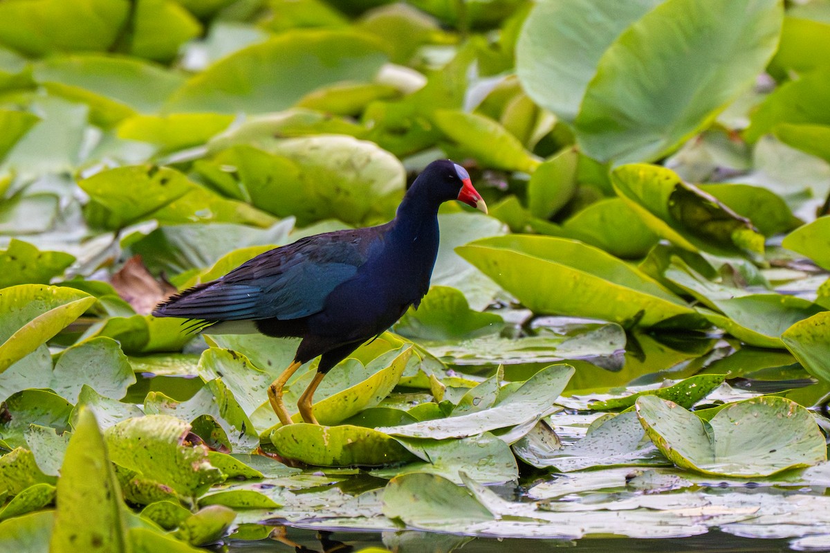 Purple Gallinule - ML640165265