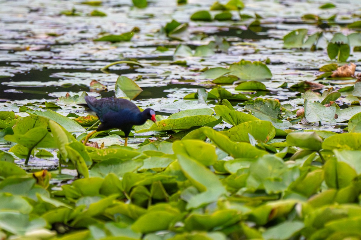 Purple Gallinule - ML640165266