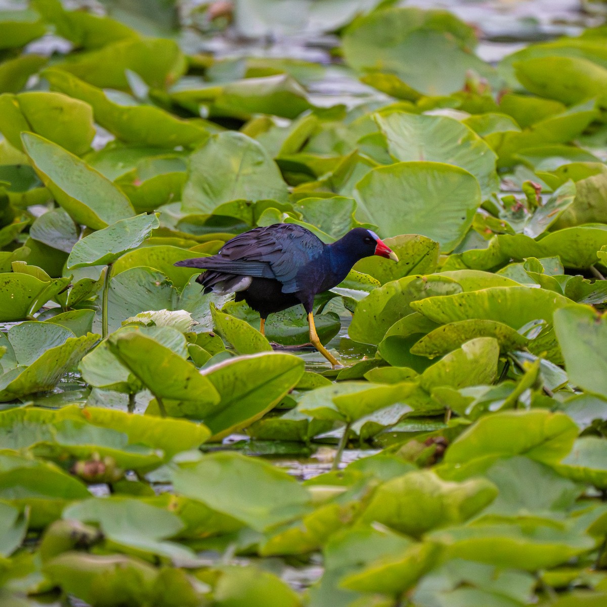 Purple Gallinule - ML640165267