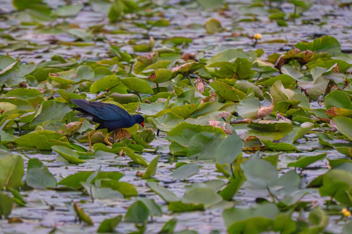 Purple Gallinule - ML640165268