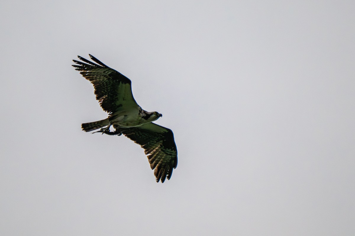 Osprey (American) - ML640165293