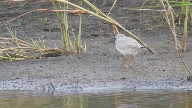 Piping Plover - ML640165297