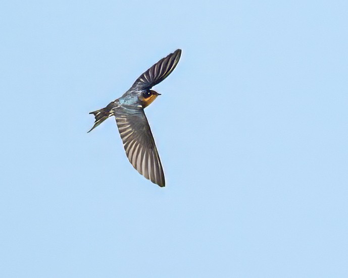 Hirondelle rustique - ML640165299