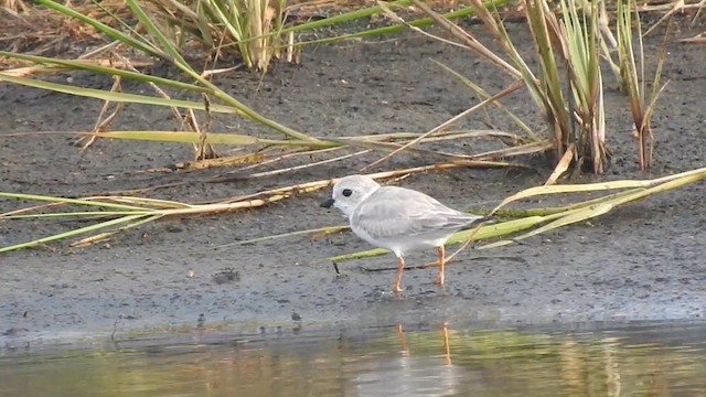 Piping Plover - ML640165389