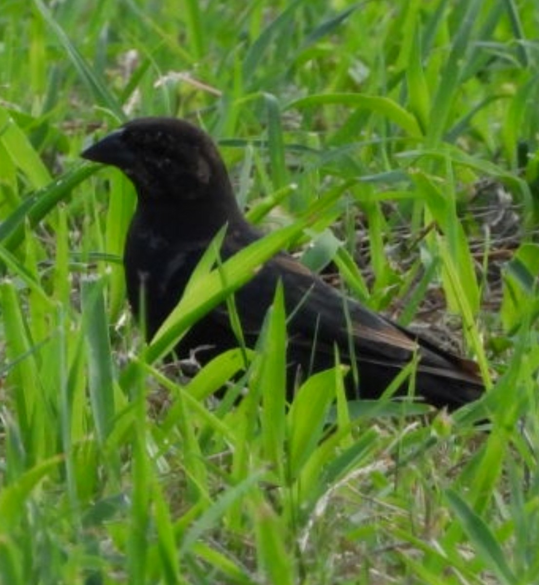 Shiny Cowbird - ML640165510