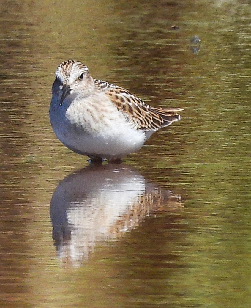 Least Sandpiper - ML640165512