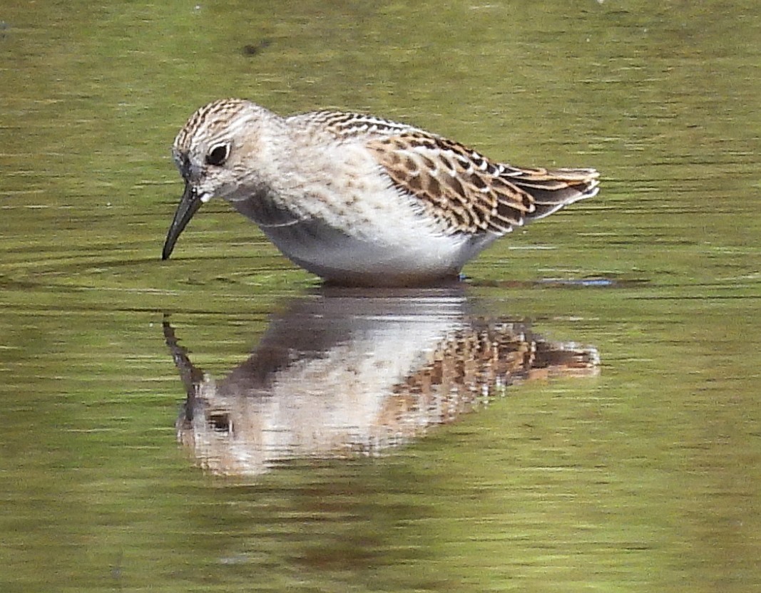 Least Sandpiper - ML640165513