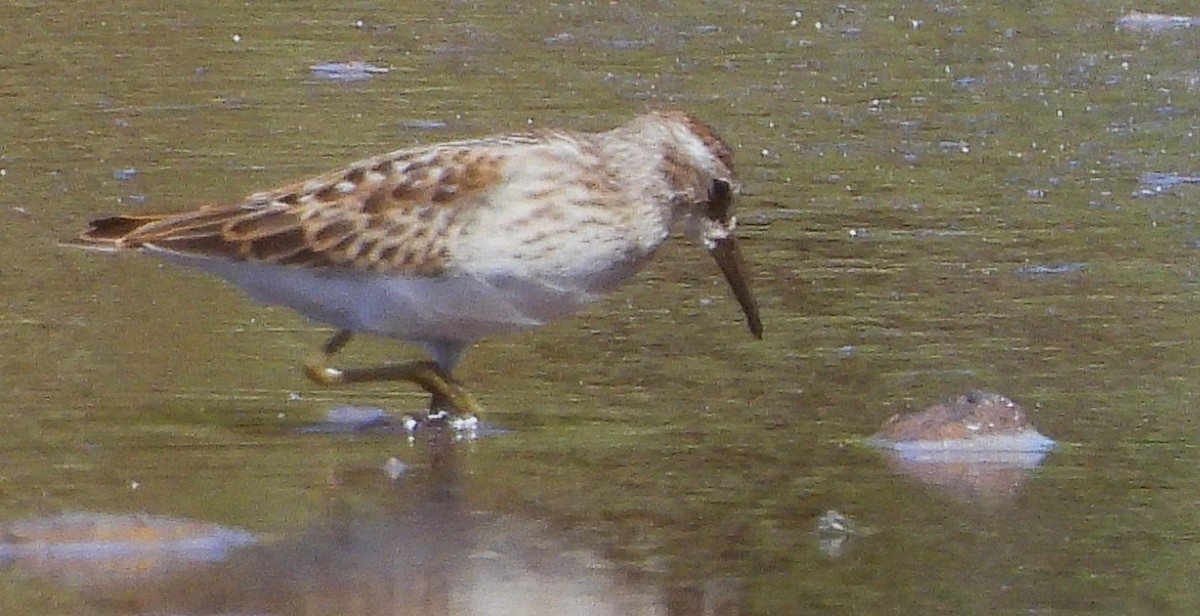 Least Sandpiper - ML640165514