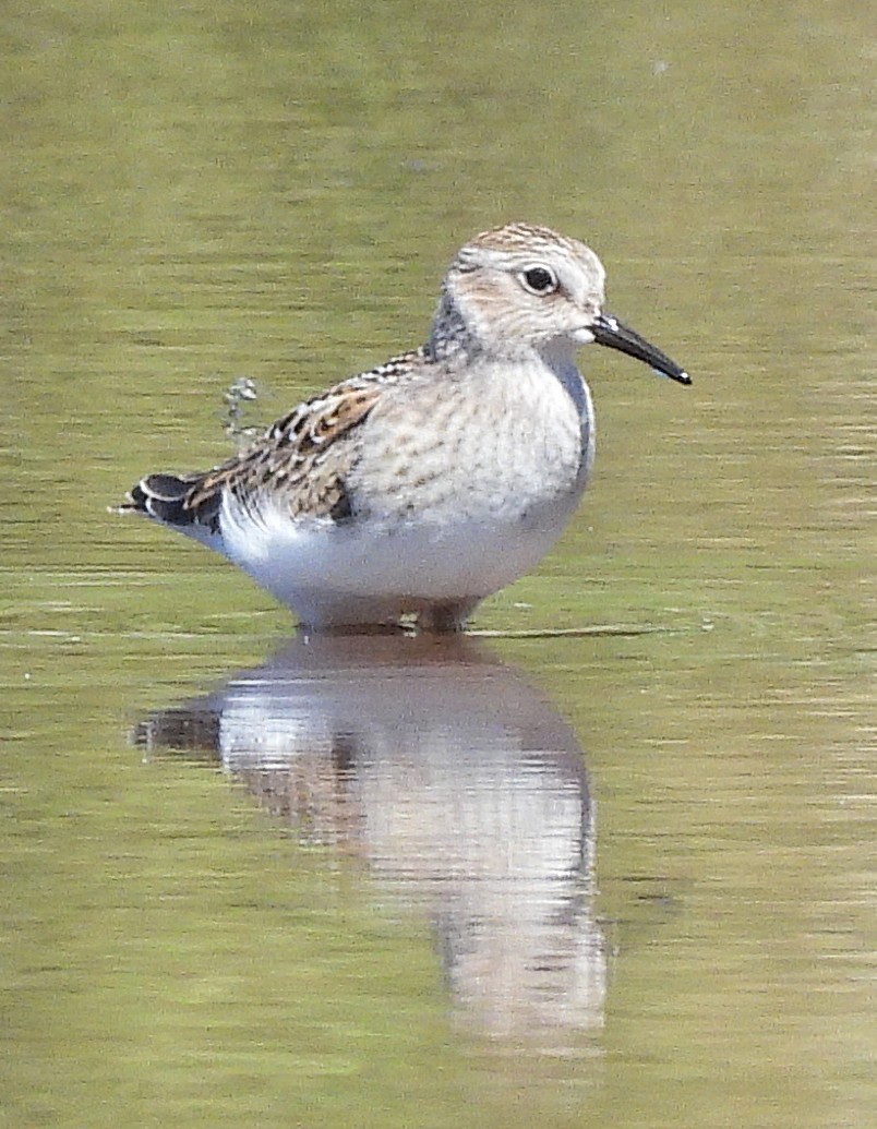 Least Sandpiper - ML640165515