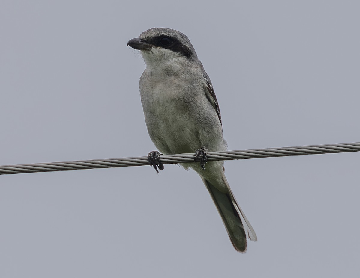 Loggerhead Shrike - ML640165587