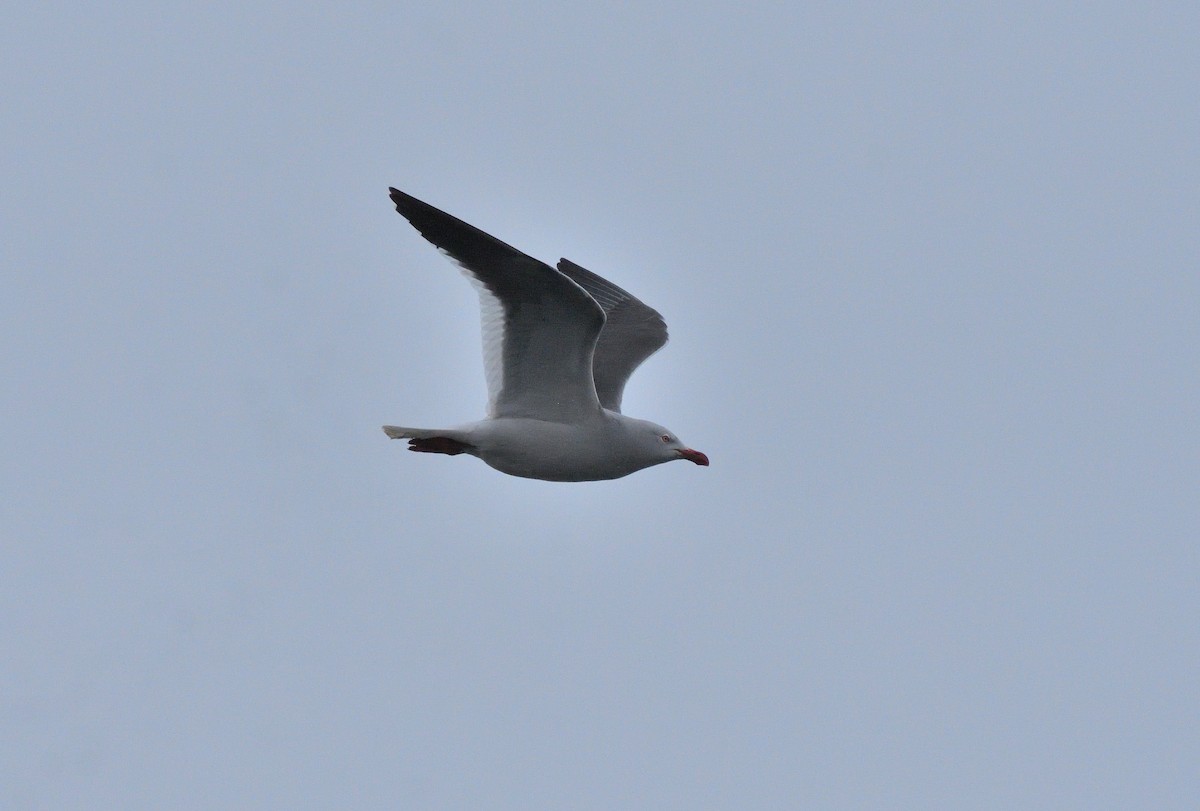Dolphin Gull - ML640165652