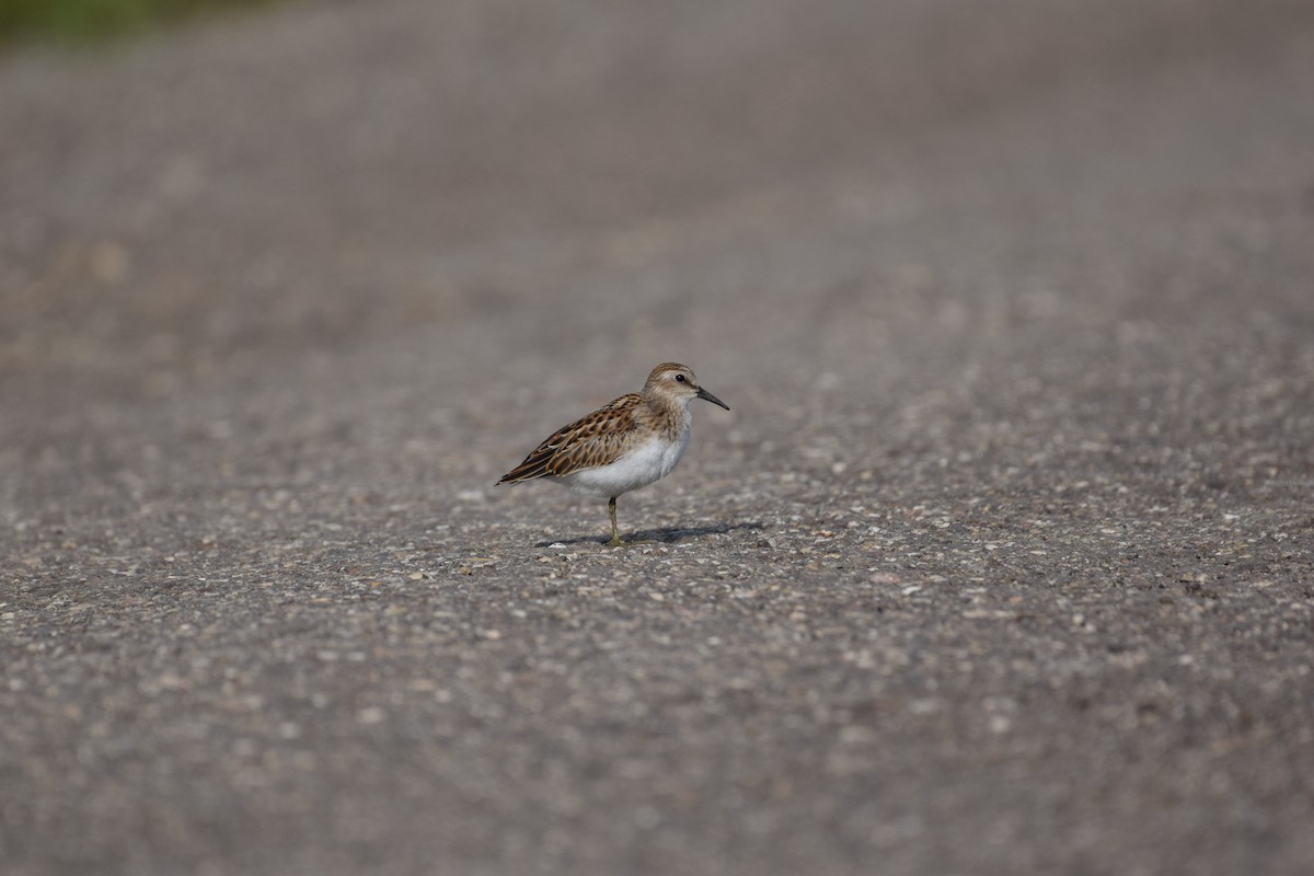 Least Sandpiper - ML640165735