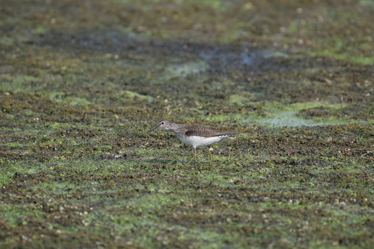 Solitary Sandpiper - ML640165795