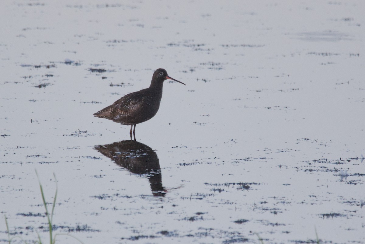 Spotted Redshank - ML640165800