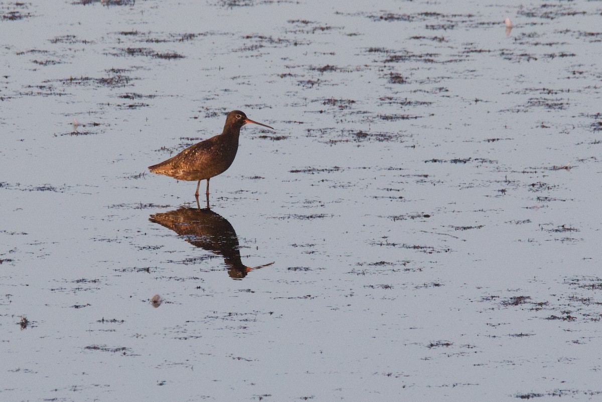 Spotted Redshank - ML640165810