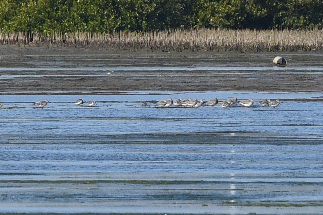 חופית גדולה - ML640165820