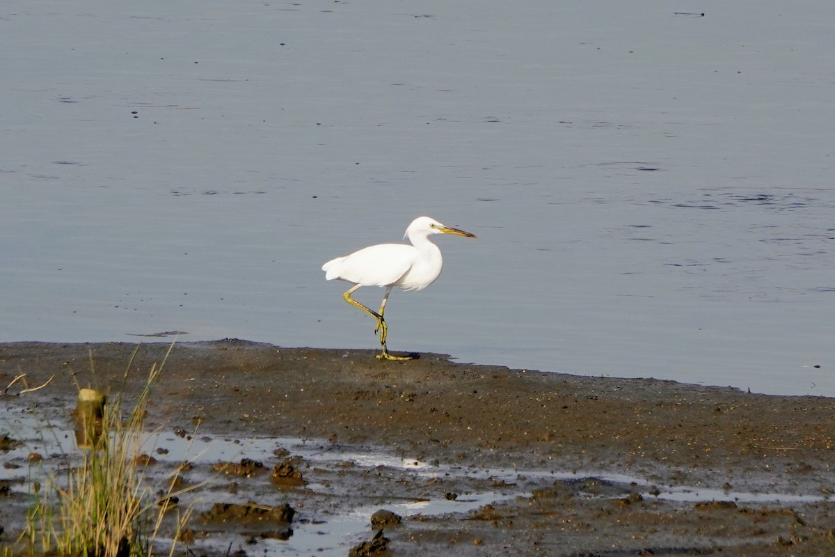 Chinese Egret - ML640165833