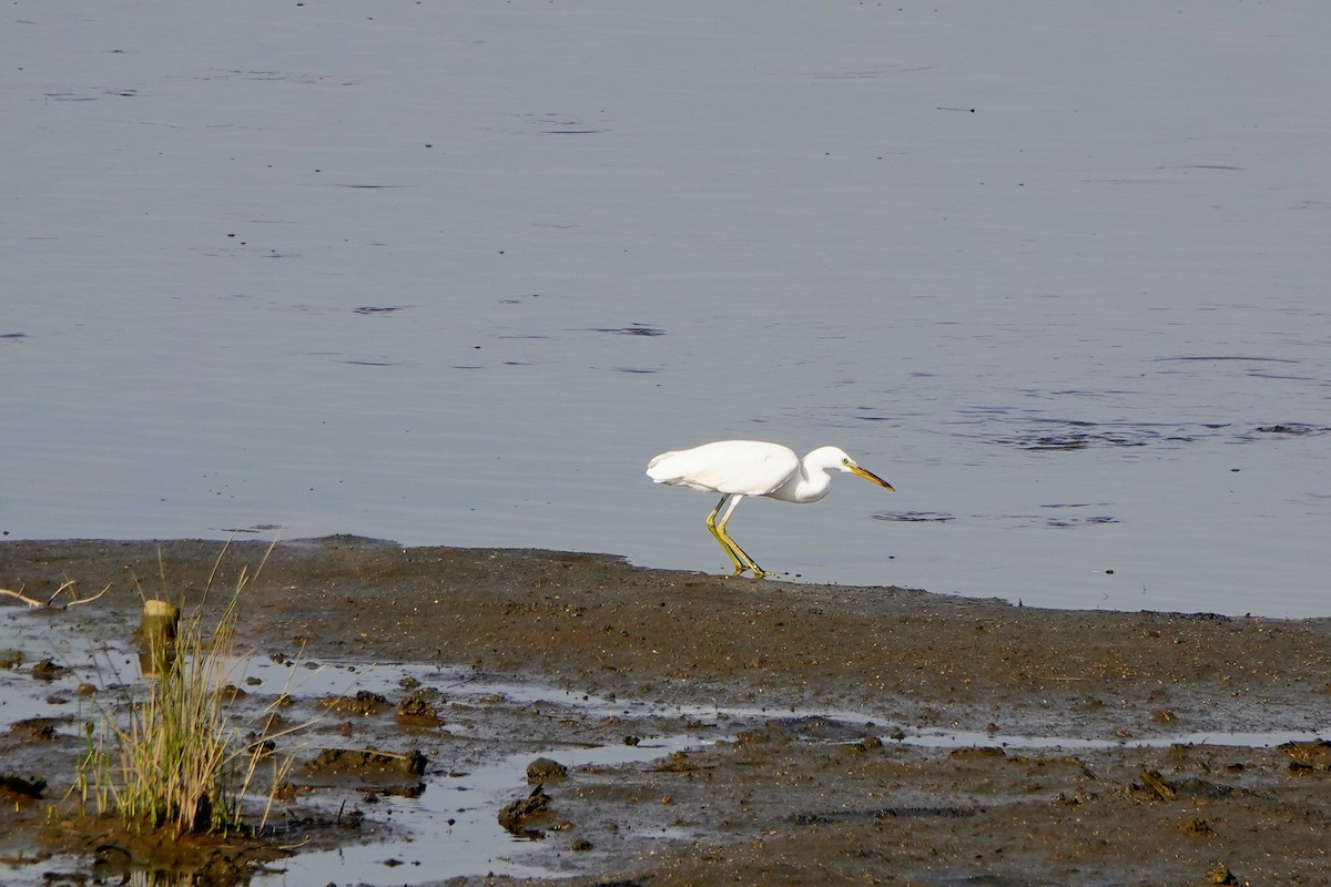 Chinese Egret - ML640165834
