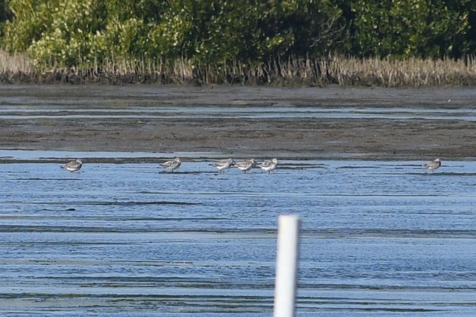 חופית גדולה - ML640165835