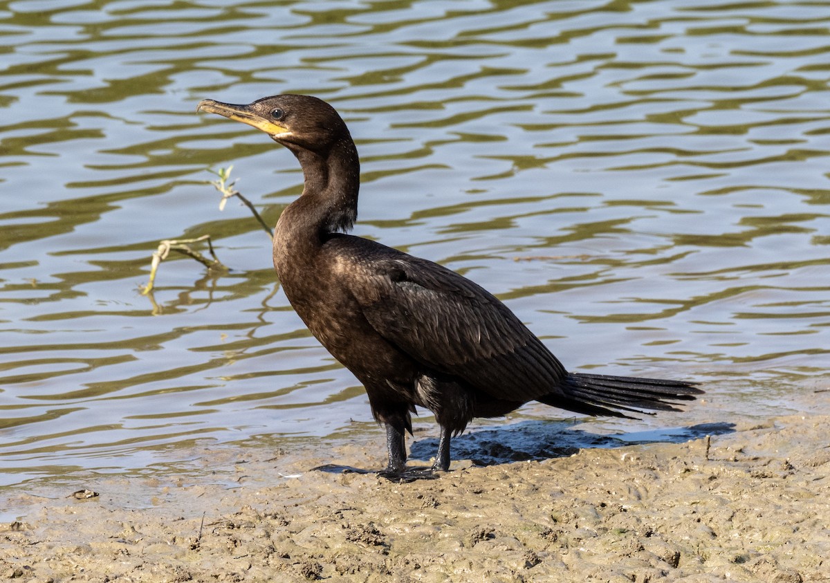 Neotropic Cormorant - ML640165836