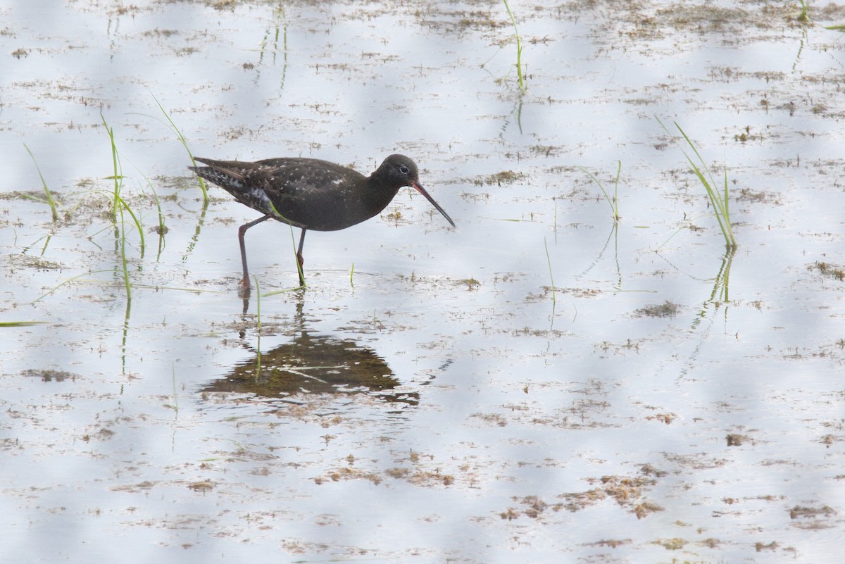 Spotted Redshank - ML640165843