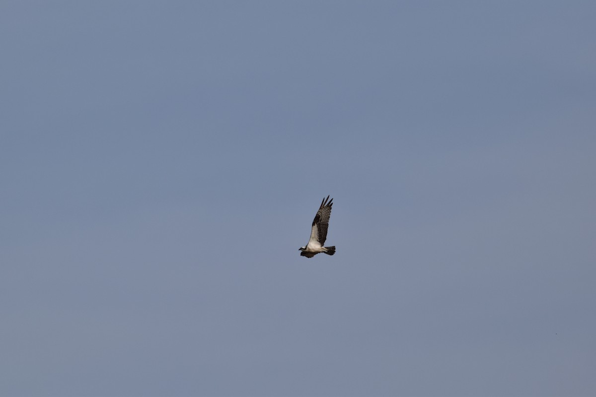 Osprey - ML640165850