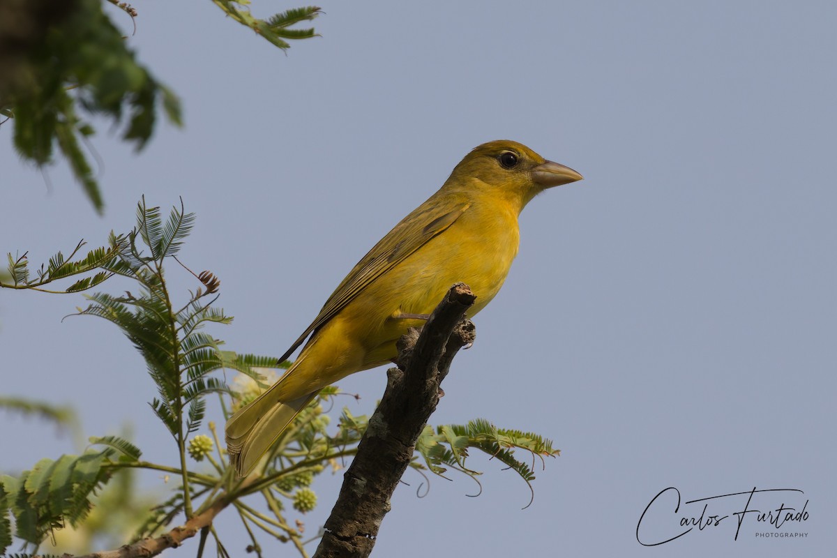 Summer Tanager - ML640165866