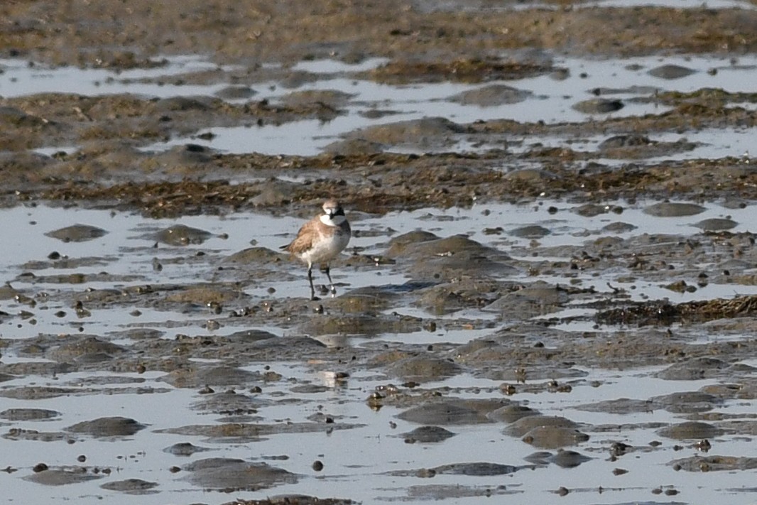 חופמי סיבירי - ML640165902