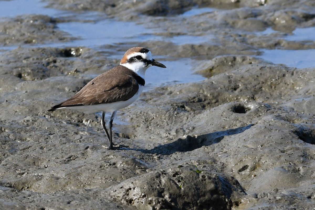 חופמי אלכסנדרי - ML640165906