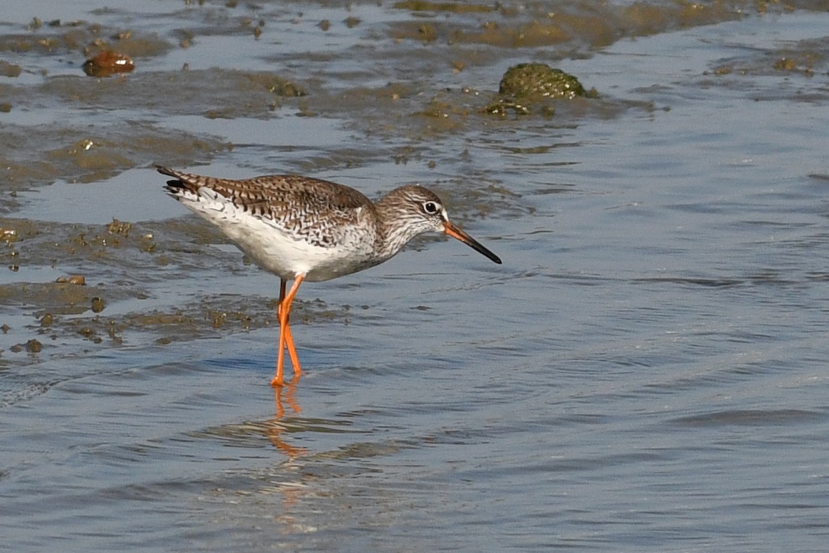 ביצנית לבנת-כנף - ML640165912