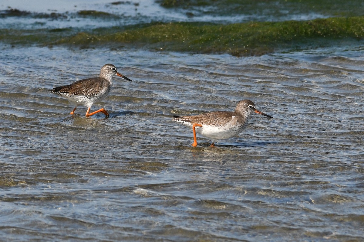 ביצנית לבנת-כנף - ML640165915