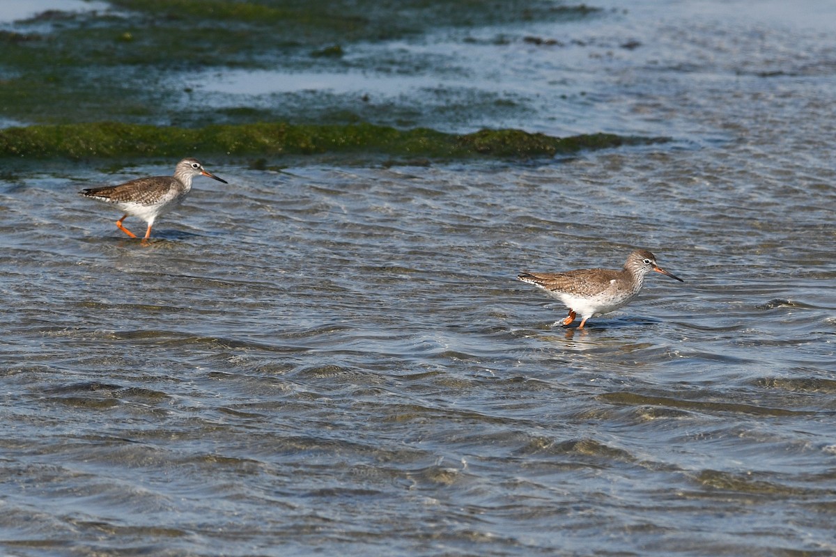 ביצנית לבנת-כנף - ML640165917