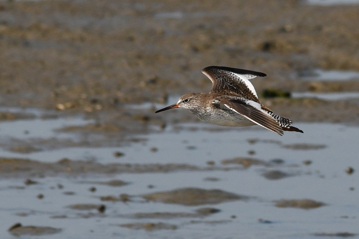 ביצנית לבנת-כנף - ML640165920