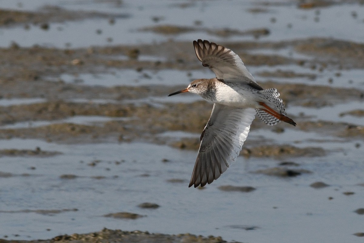 ביצנית לבנת-כנף - ML640165921