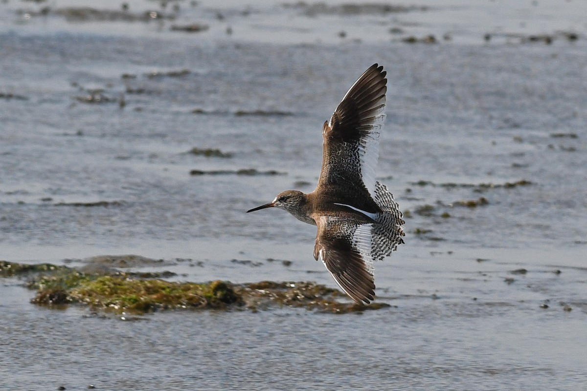 ביצנית לבנת-כנף - ML640165922