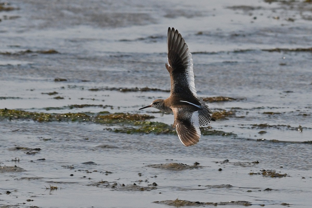 ביצנית לבנת-כנף - ML640165923