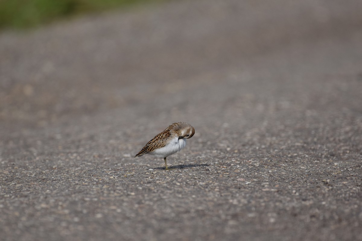 Least Sandpiper - ML640165924