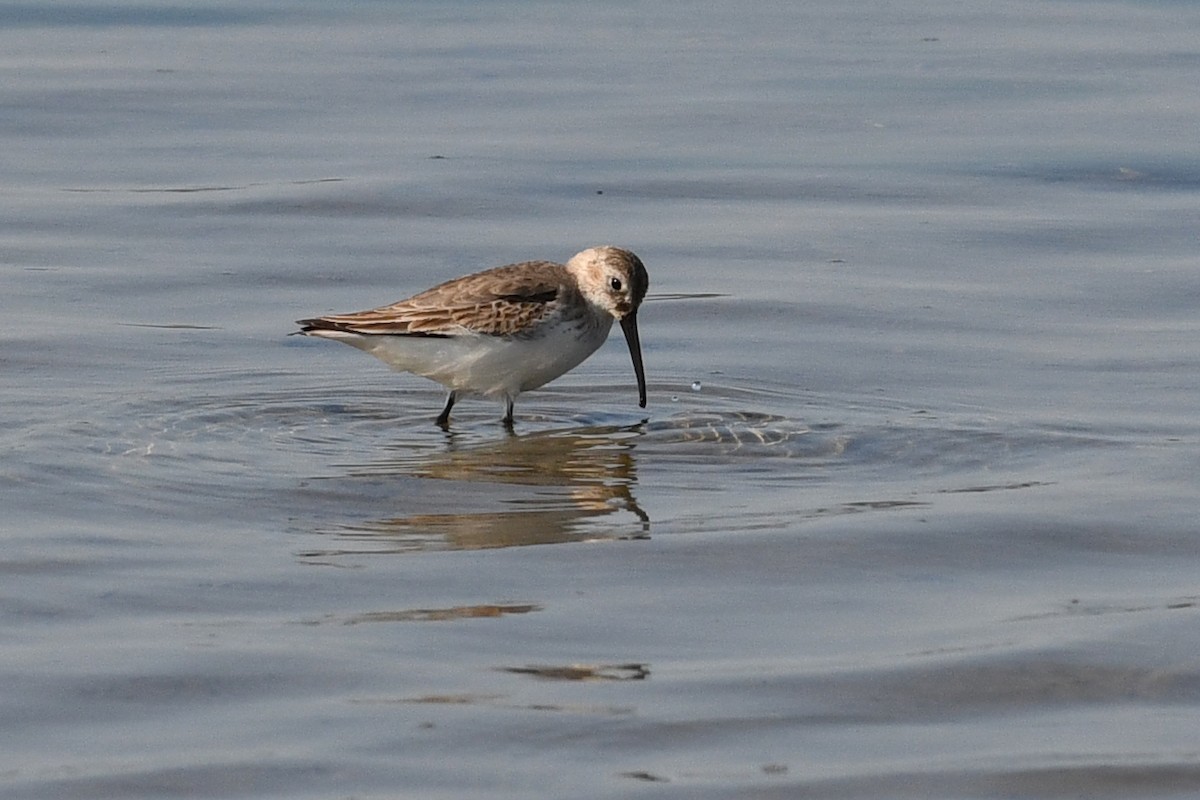 חופית אלפינית - ML640165931