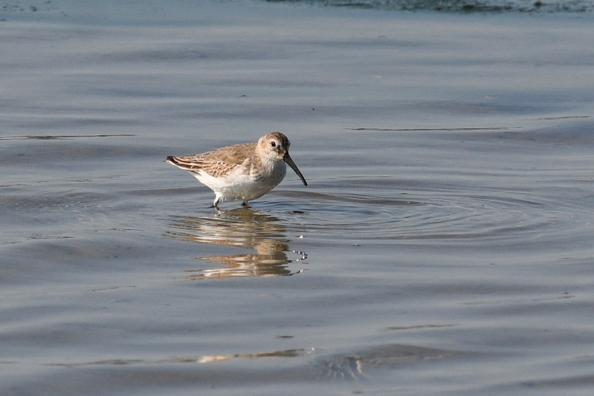 חופית אלפינית - ML640165932