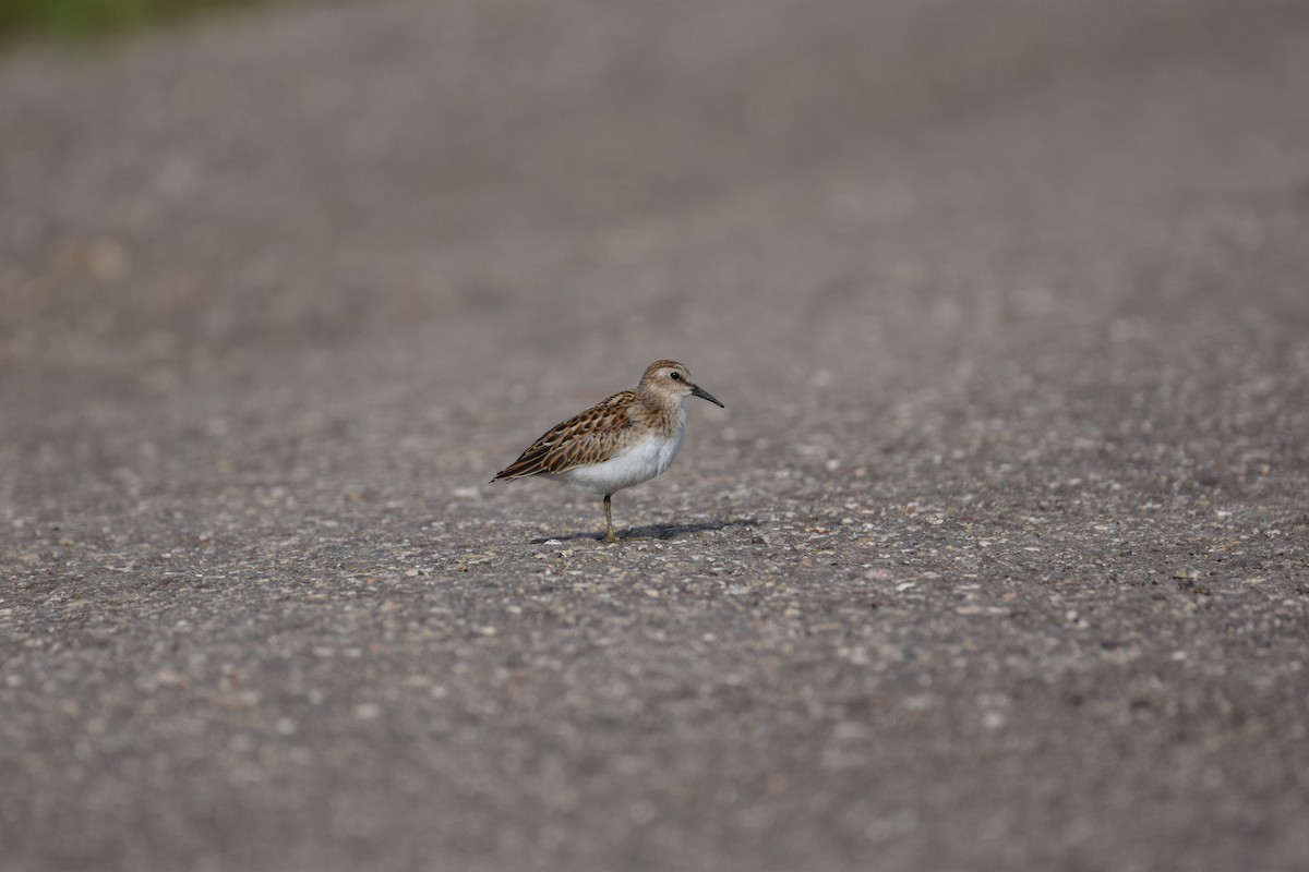 Least Sandpiper - ML640165937