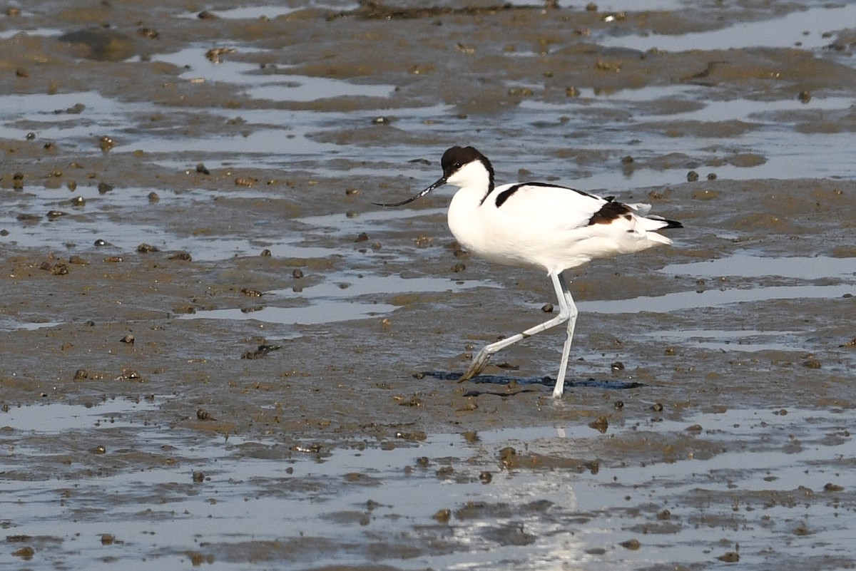 סייפן - ML640165941