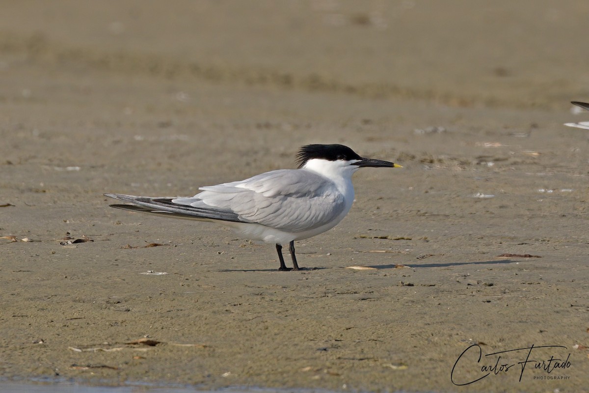 Sandwich Tern (Cabot's) - ML640165965