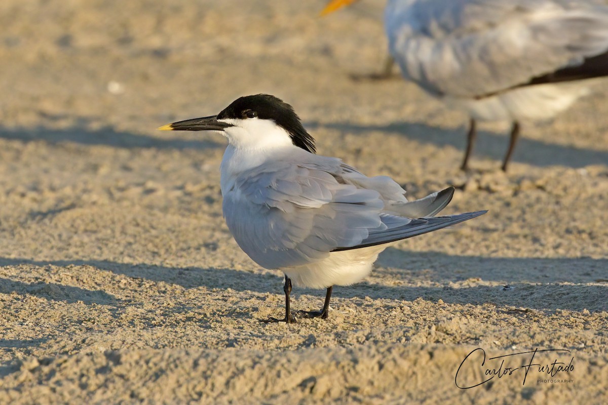 Sandwich Tern (Cabot's) - ML640165966