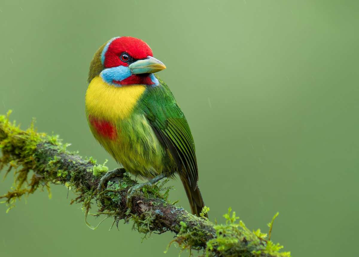 Versicolored Barbet - ML640165971