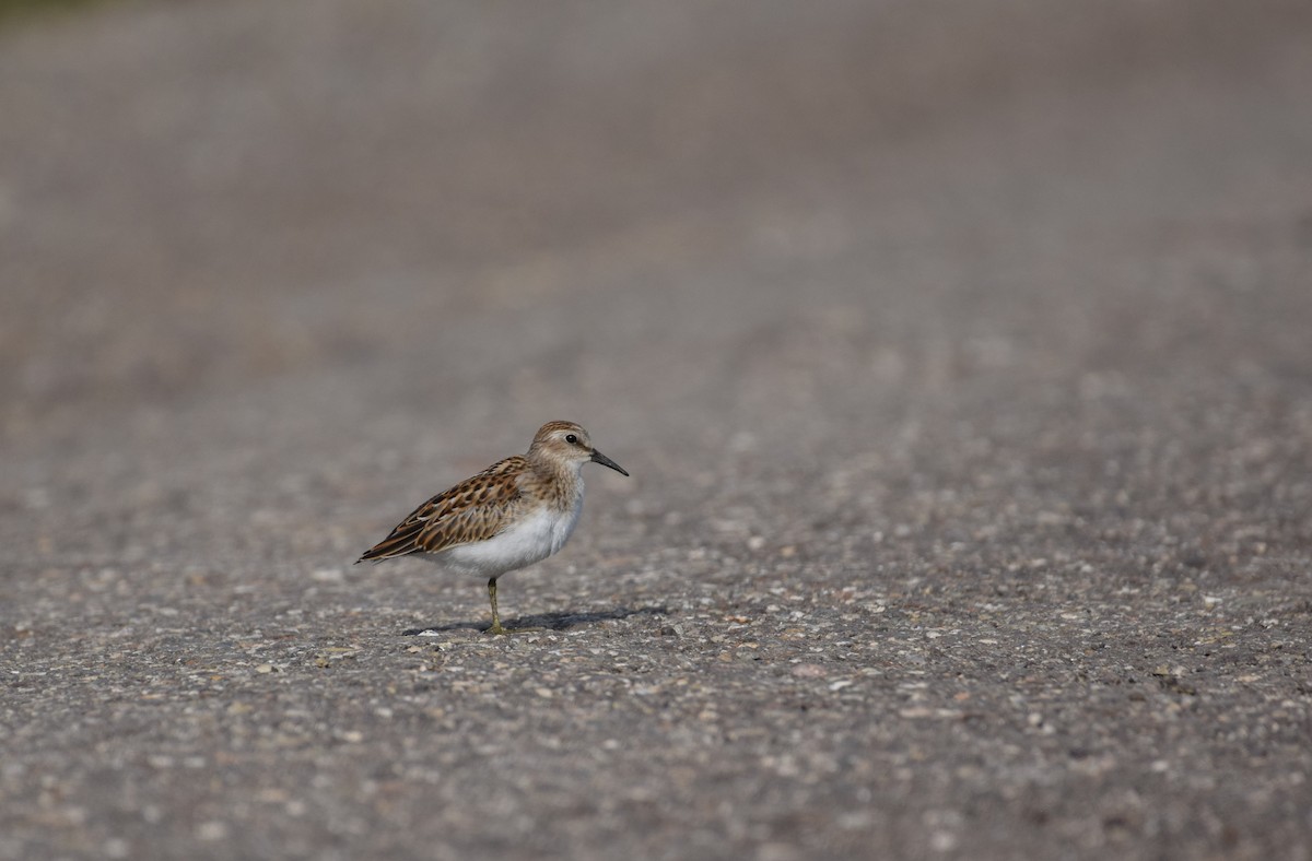 Least Sandpiper - ML640165976