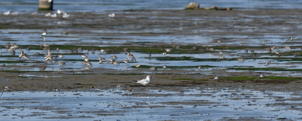 שחף סאונדרס - ML640165996