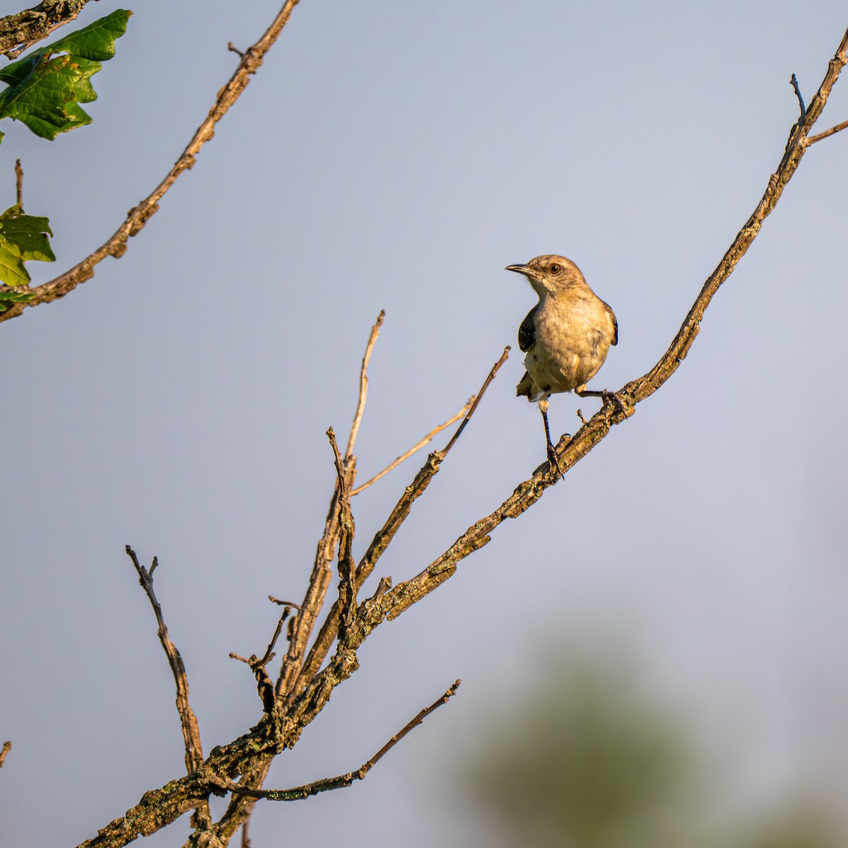 Northern Mockingbird - ML640166001