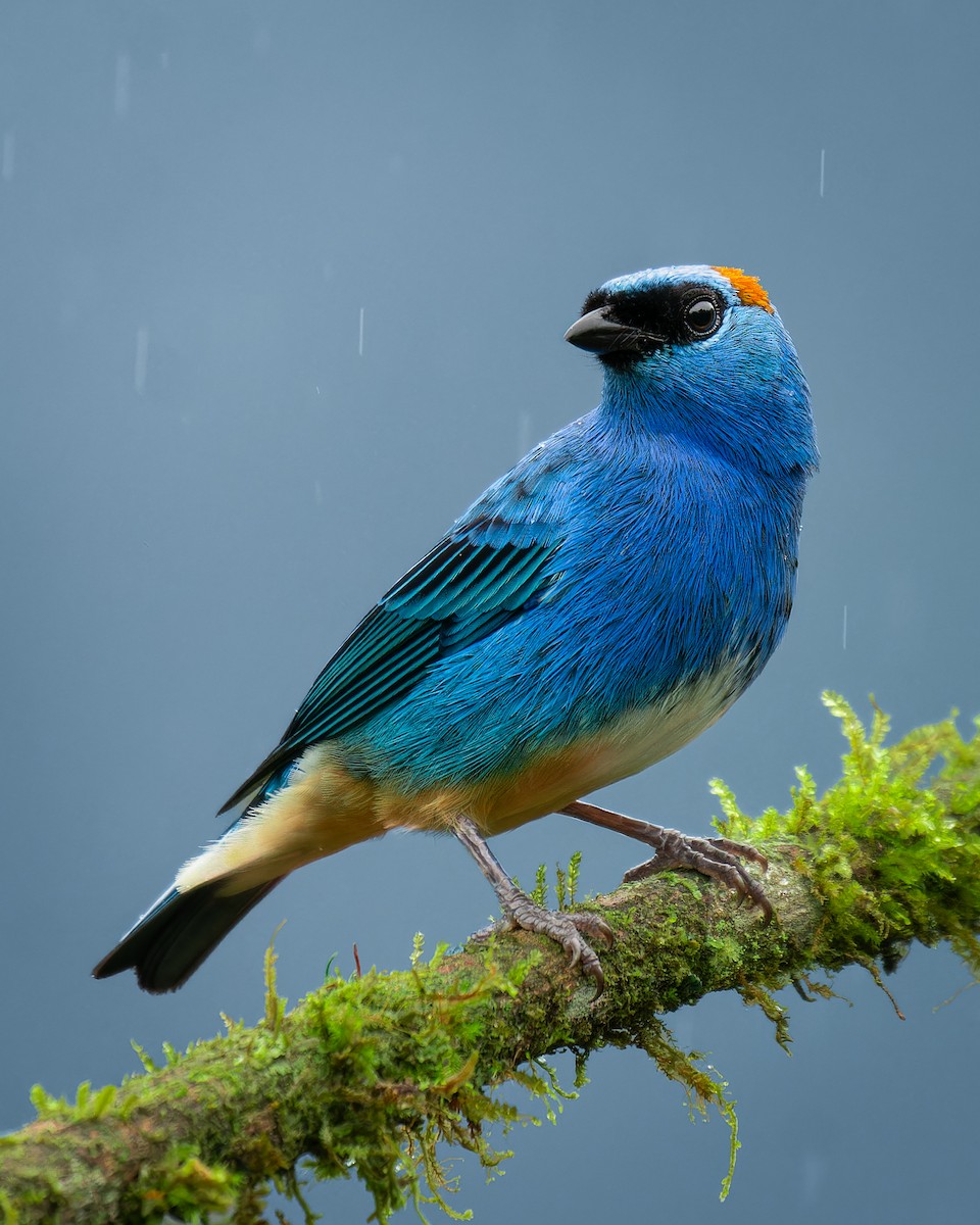 Golden-naped Tanager - ML640166018