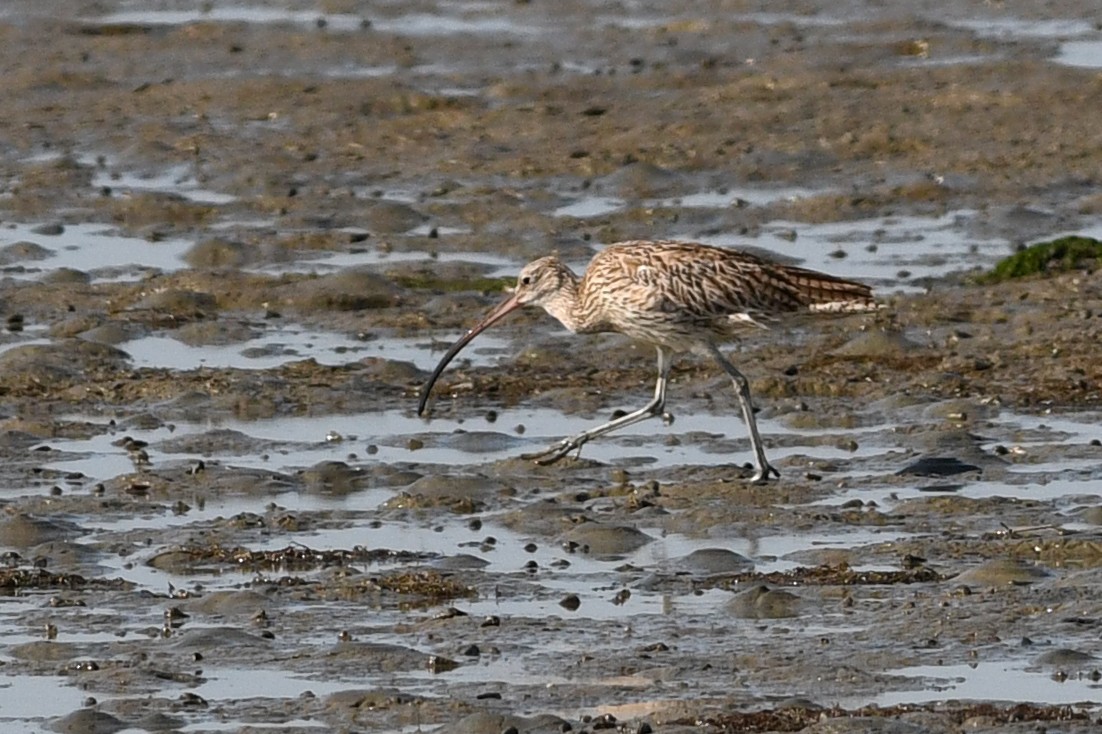 חרמשון מזרח רחוק - ML640166040