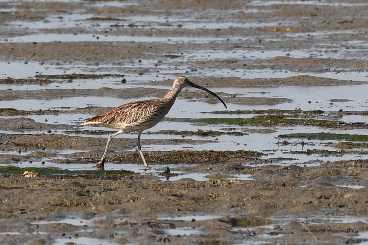 חרמשון מזרח רחוק - ML640166041